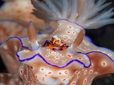 WhatsApp Image 2025-07-30 at 09.54.01