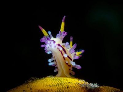 WhatsApp Image 2025-07-30 at 11.51.20